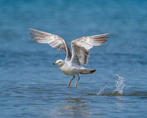 Free Side view of graceful white seagull with spread wings preparing for flight over blue sea Stock Photo