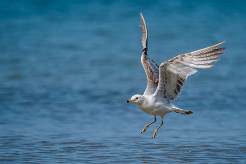 Free Side view of adorable seagull flying over blue waving ocean on sunny day Stock Photo