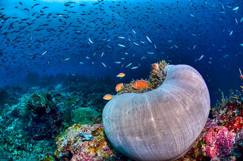 Gratis lagerfoto af anemone, fisk, koralrev Lagerfoto