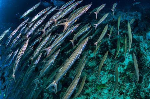 Foto profissional grátis de animais aquáticos, barracuda, embaixo da água