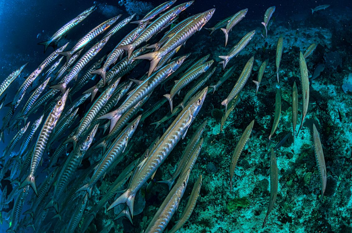 Gray Fish Swimming in the Ocean · Free Stock Photo