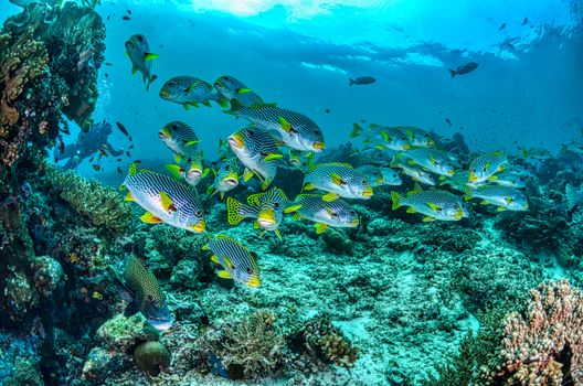 School of Yellow and Gray Fish