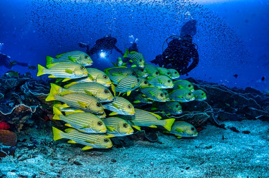 Scuba divers explore a colorful school of oblique-banded sweetlips in West Papua.