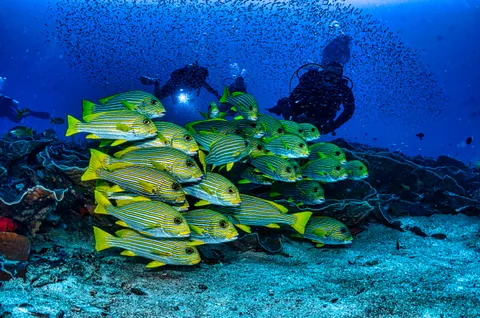 Raja Ampat 5-Day Small-Group Dive Trip with Piaynemo