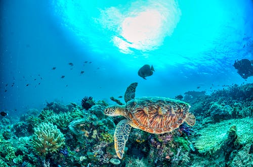 Základová fotografie zdarma na téma fotografování zvířat, korálový útes, mořská želva hawkbill