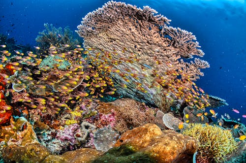 Foto profissional grátis de coral, embaixo da água, fotografia animal