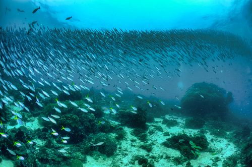 Free A vibrant school of fish swimming over a coral reef in West Papua, Indonesia. Stock Photo