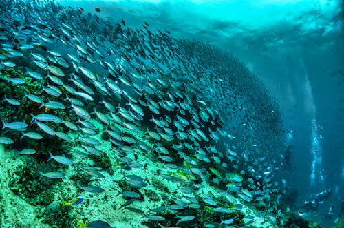 A School of Fish Swimming under the Sea