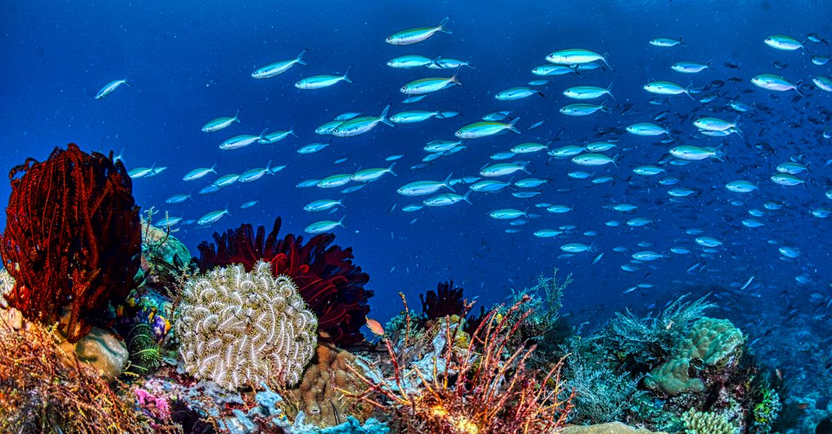 La fosa de las Marianas como el punto más profundo conocido del planeta La fosa de las Marianas como el punto más profundo conocido del planeta