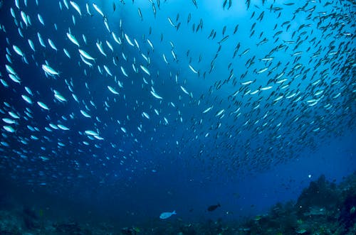 Free School of Fish in the Water Stock Photo