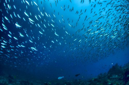 Free A mesmerizing view of a school of fish swimming in the clear waters of West Papua, Indonesia. Stock Photo