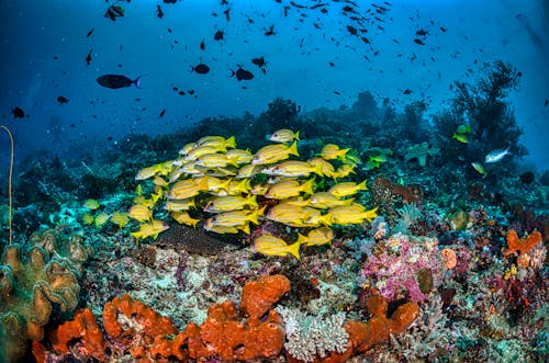 Yellow and Green Fishes Under Water