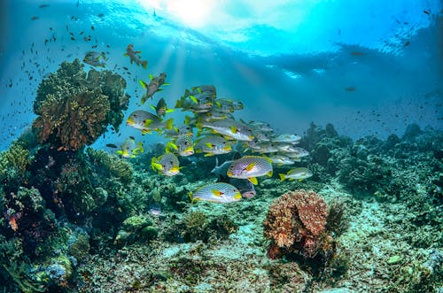 School of Fish Under Water Near Coral Reefs