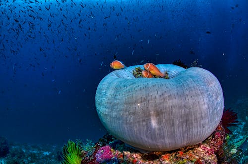 Free Бесплатное стоковое фото с вода, водная жизнь, коралловый риф Stock Photo