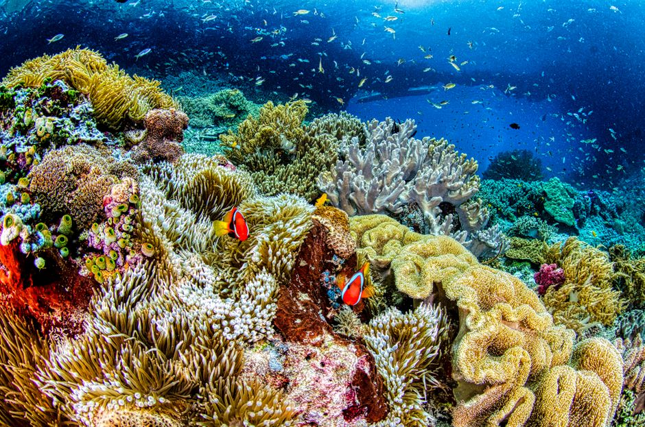 Explore the colorful coral reef ecosystem teeming with marine life in West Papua.