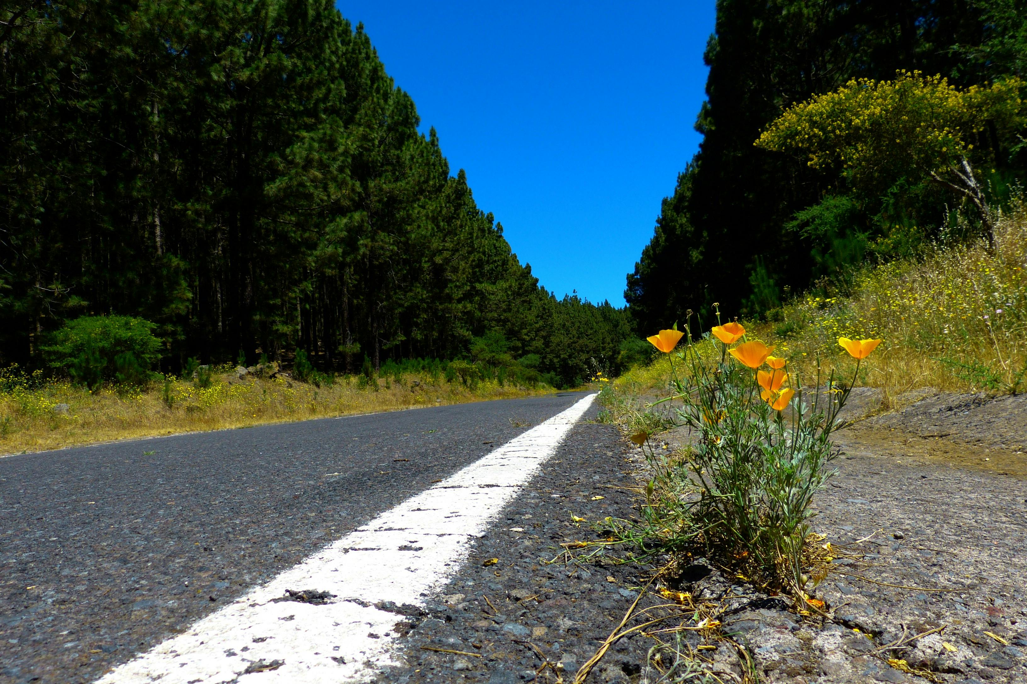 アスファルト オレンジ オレンジの花の無料の写真素材