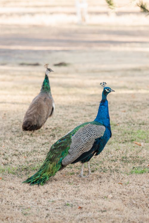 Peacocks on a Field