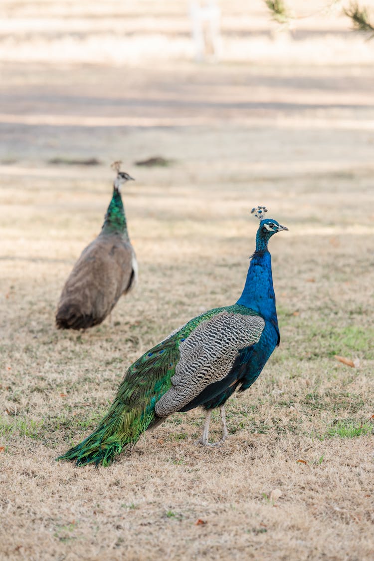 Peacocks On A Field