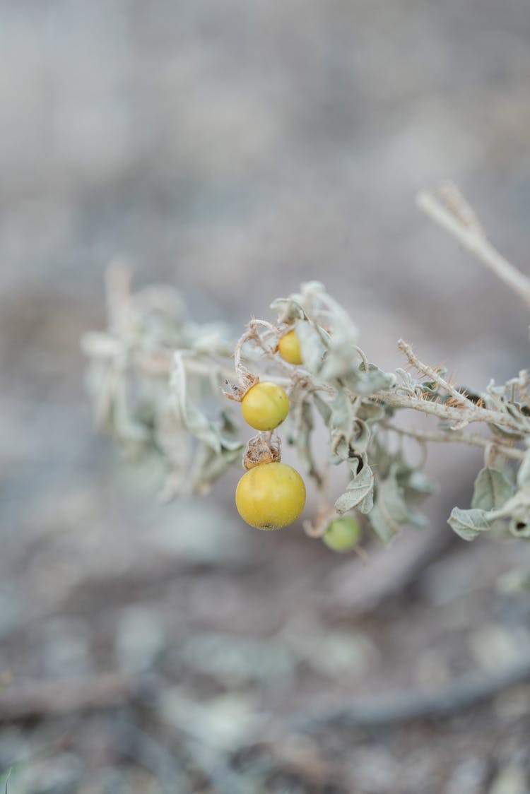 Yellow Round Fruit On Tree Branch