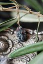 Blue and Black Round Ornament