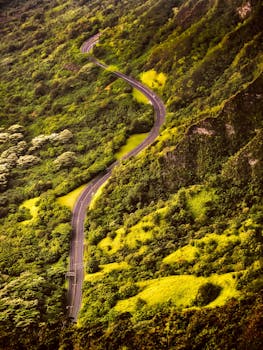 从空中俯瞰，一条蜿蜒的道路穿过茂密而充满活力的绿色森林