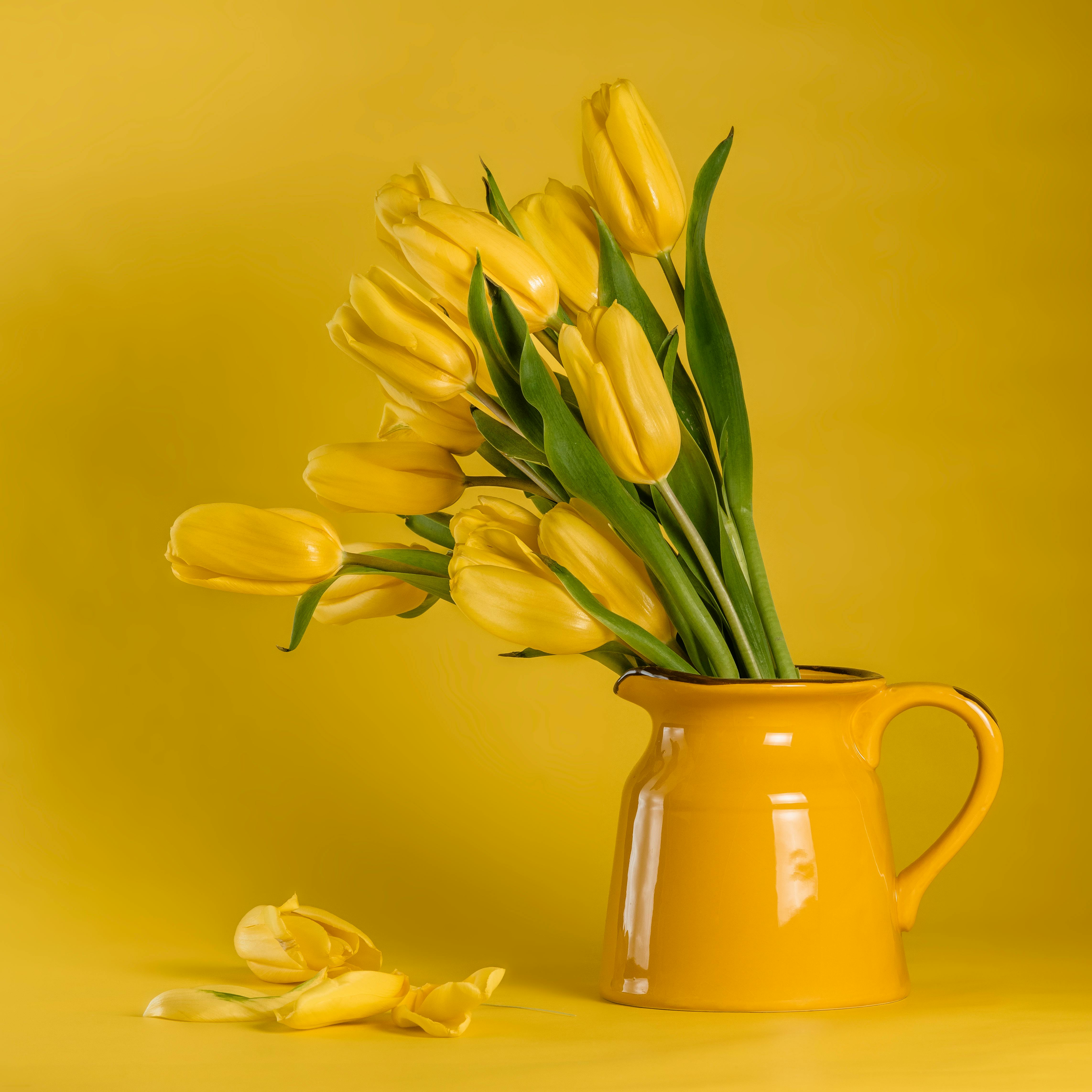 Yellow Tulips in Yellow Ceramic Vase · Free Stock Photo