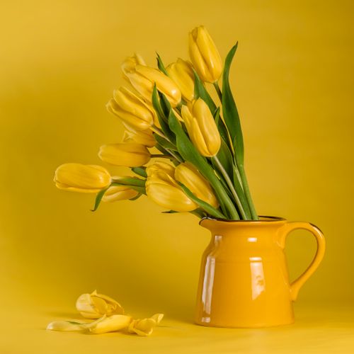 Free A beautiful arrangement of yellow tulips in a matching vase on a yellow background. Stock Photo