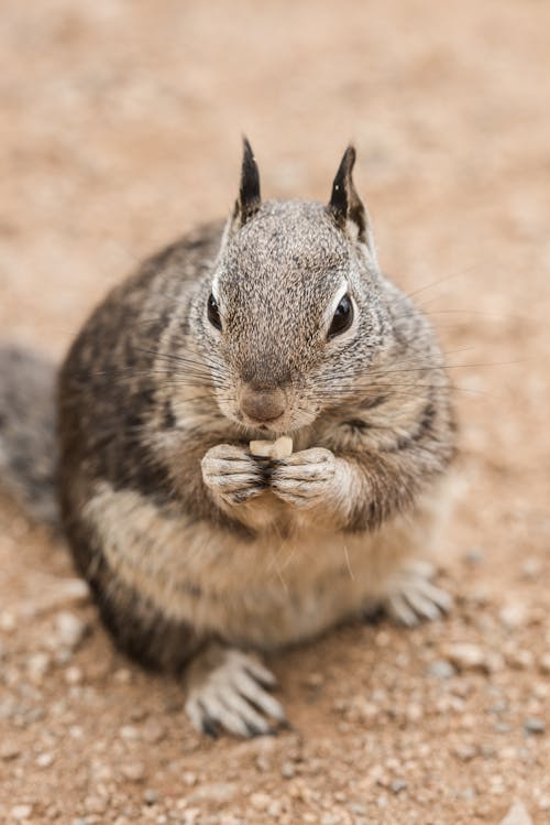 Close-up Photography Of A Gray Squirrel