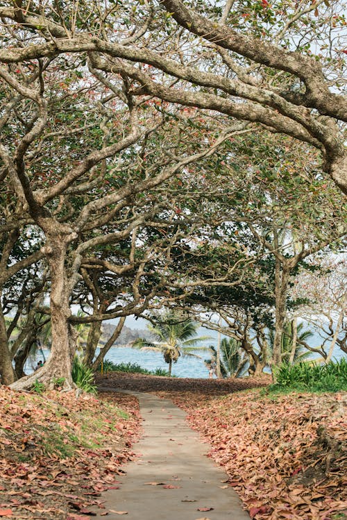 бесплатная Бесплатное стоковое фото с ветви, водоем, дерево Стоковое фото