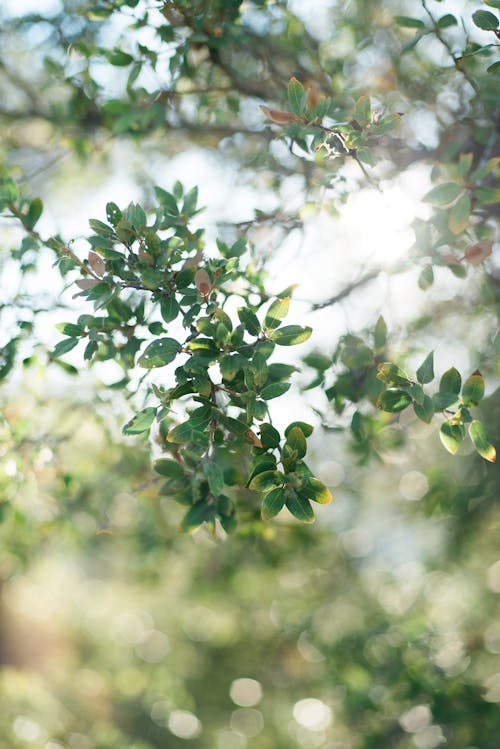 나뭇잎, 낮, 눈 부신 태양의 무료 스톡 사진