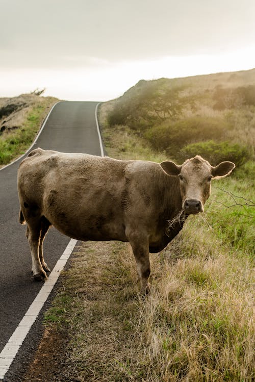 Cow on Rural Road