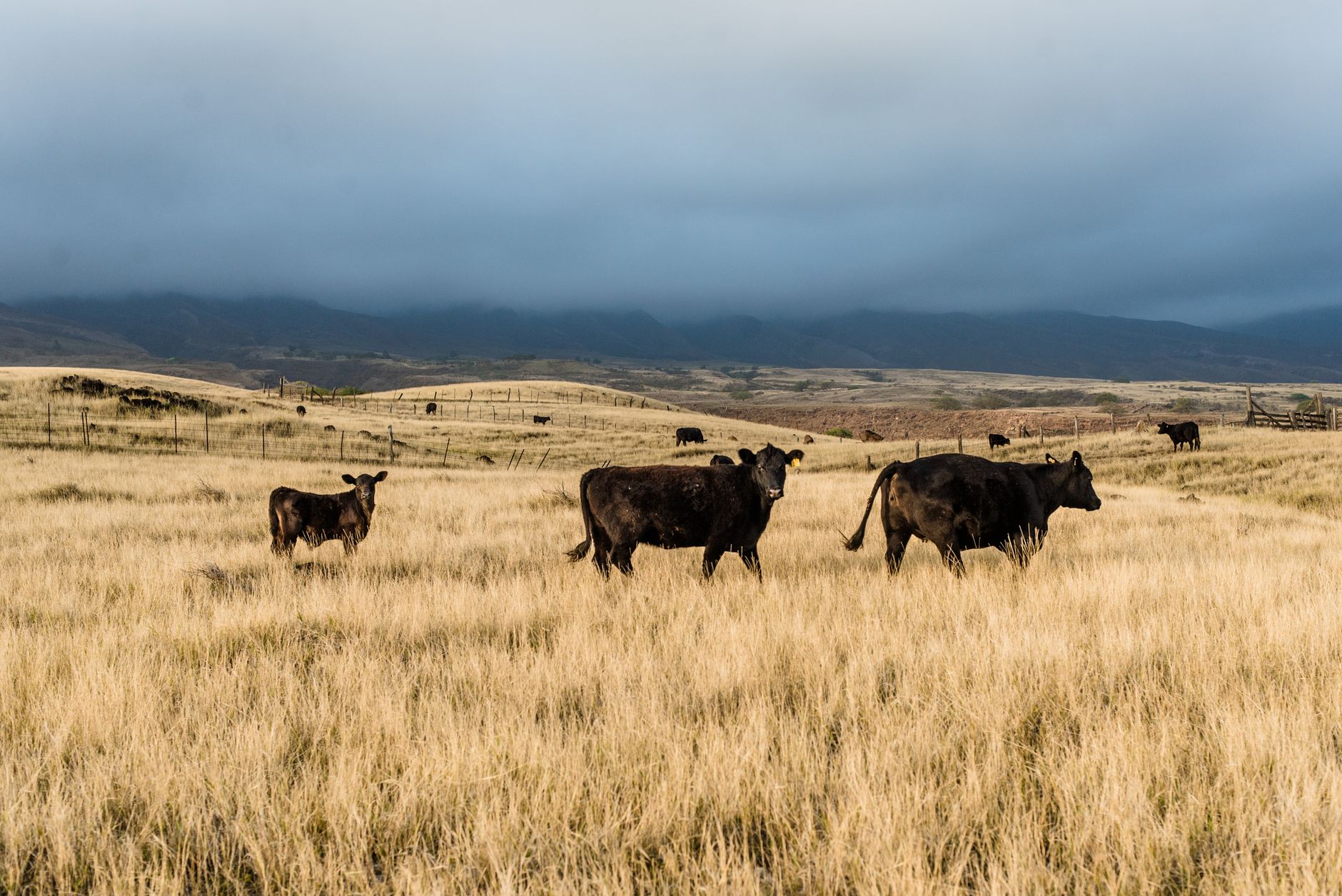Trump's beef tariff pause followed meeting with JBS co-owner, reports say