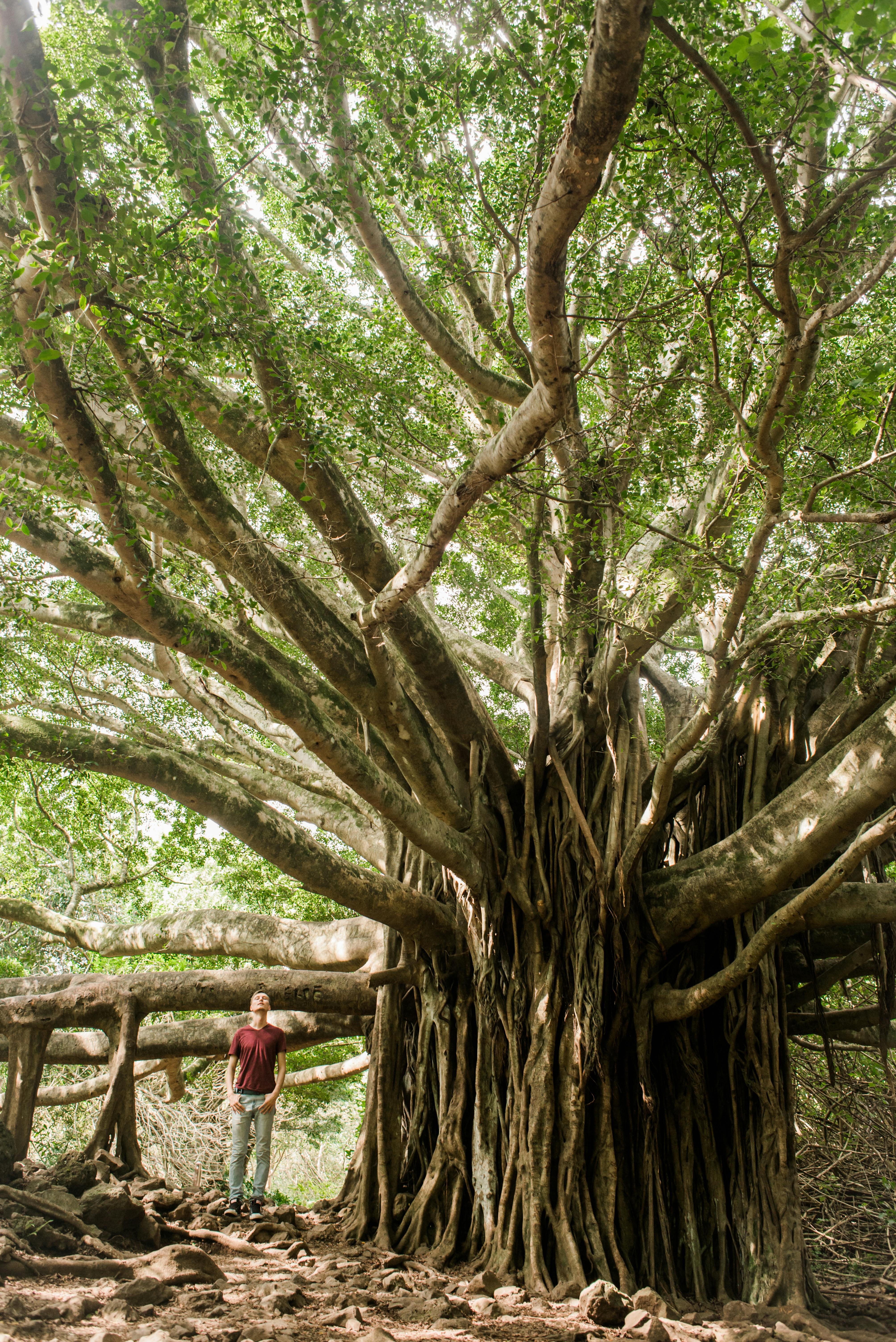 Banyan Tree Photos, Download The BEST Free Banyan Tree Stock Photos & HD Images Banyan Tree Photos, Download The BEST Free Banyan Tree Stock Photos & HD Images