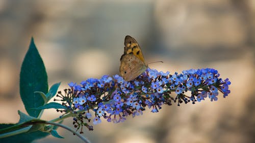 Free Close-Up Photo Of Butterfly Perched On Flower Stock Photo