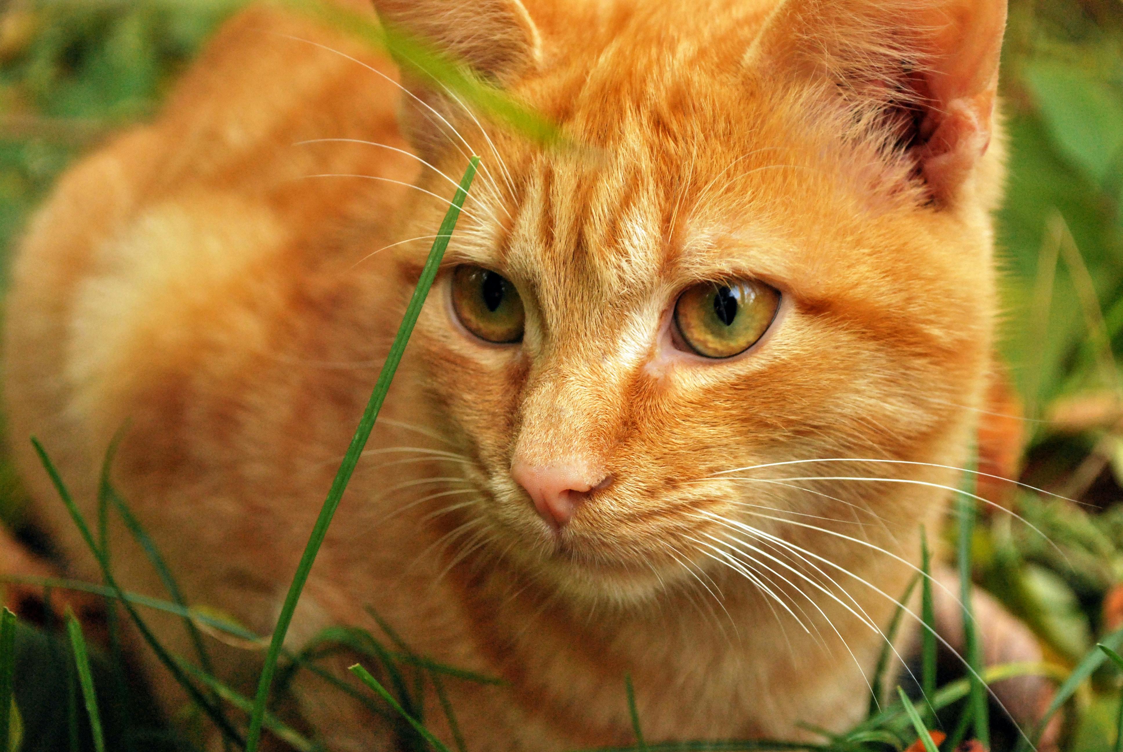 photos of orange tabby cats