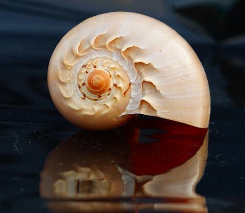 Beige seashell on glossy surface