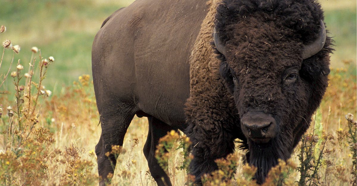 The Role of Bison in Soil Fertility