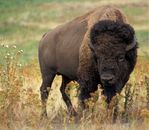 Large Bison