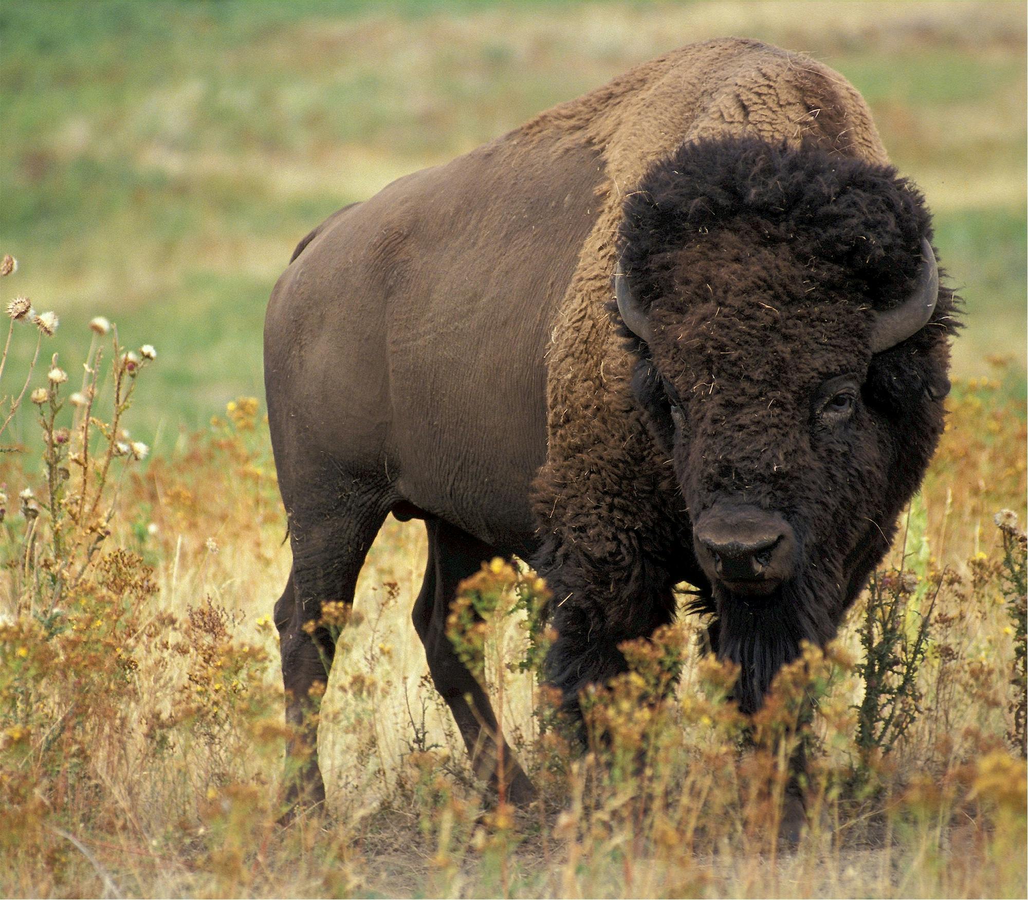 American Bison, also known as buffalo, in the Badlands National Park ...