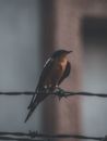Bird on wire fence in daylight