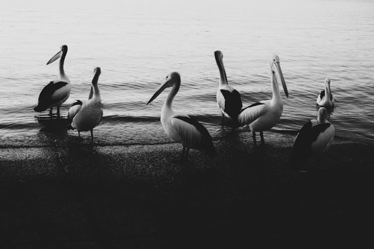 Pelicans On The Shore