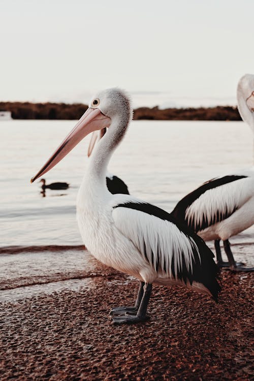 Close-Up Shot of an Australian Pelican 