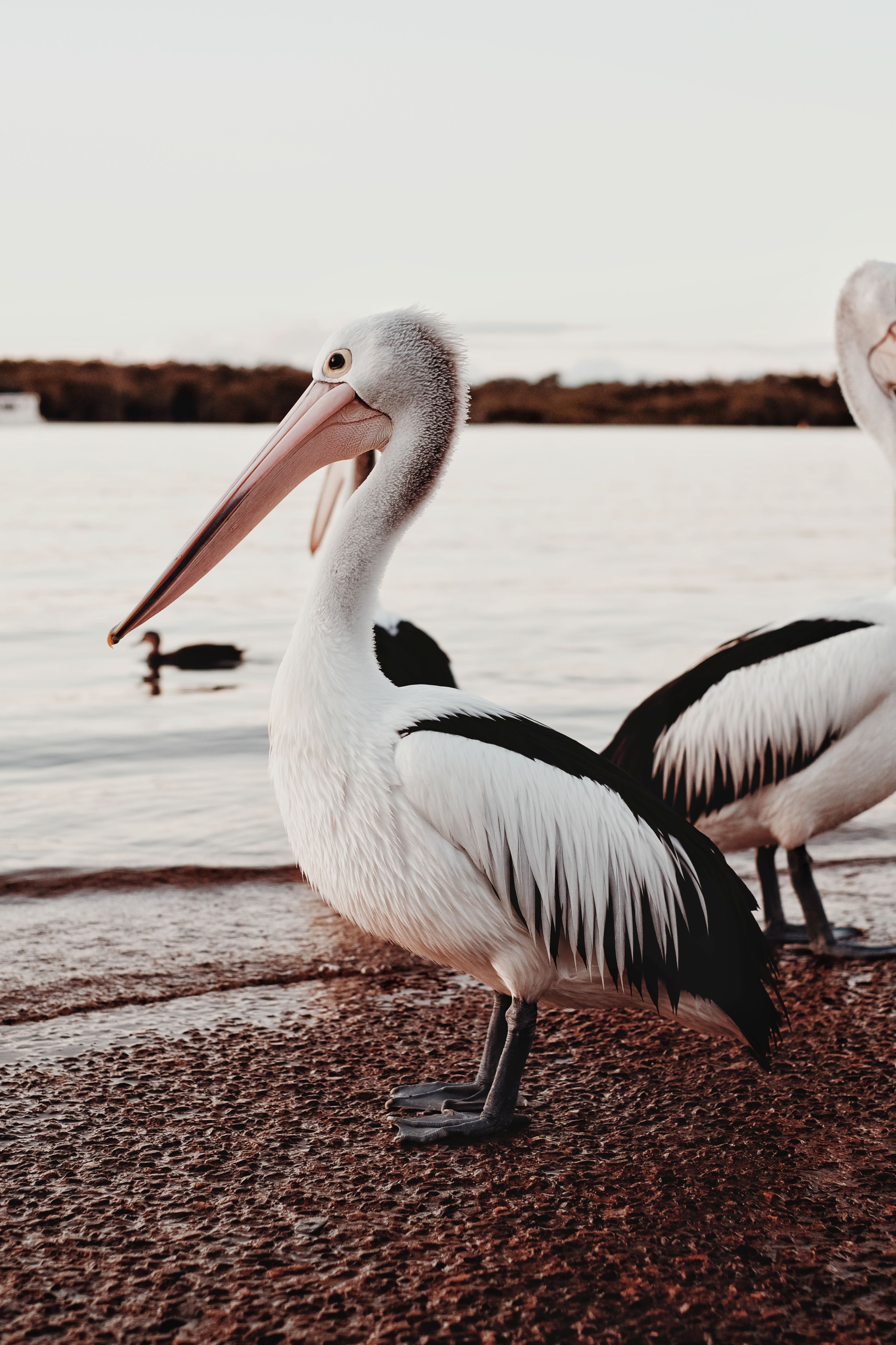 Australian Animal Photos, Download The BEST Free Australian Animal