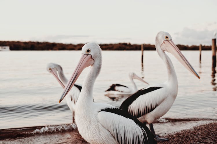 Australian Pelicans On The Coast Of A Lake 