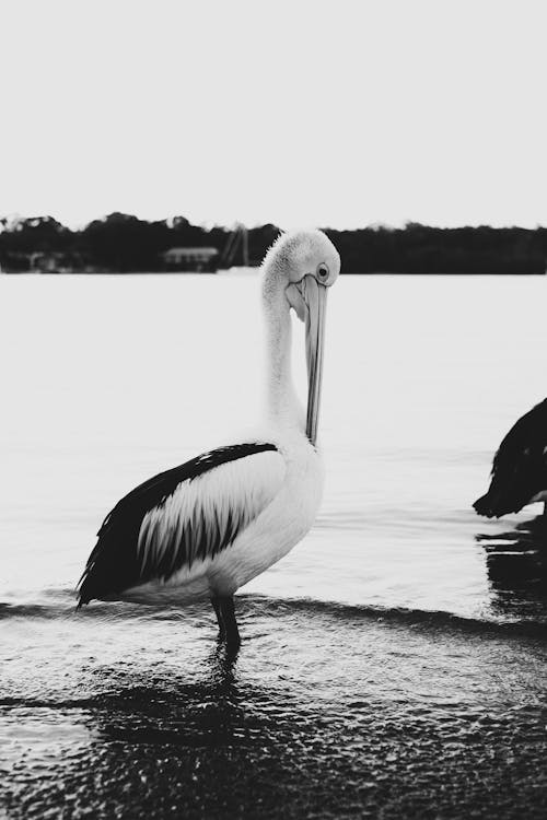 Pelican on Water