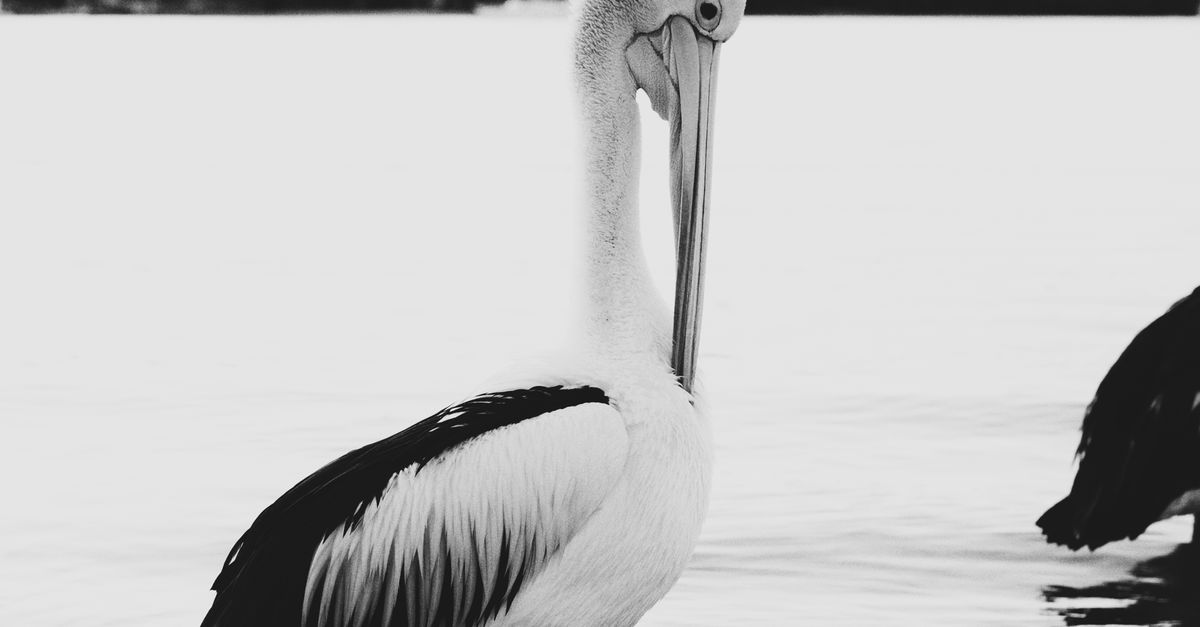 Photo gratuite de animal, bec, bec d'oiseau