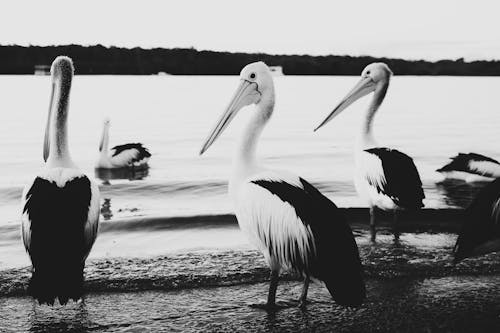 Fotobanka s bezplatnými fotkami na tému Austrália, bankovka, čiernobiely