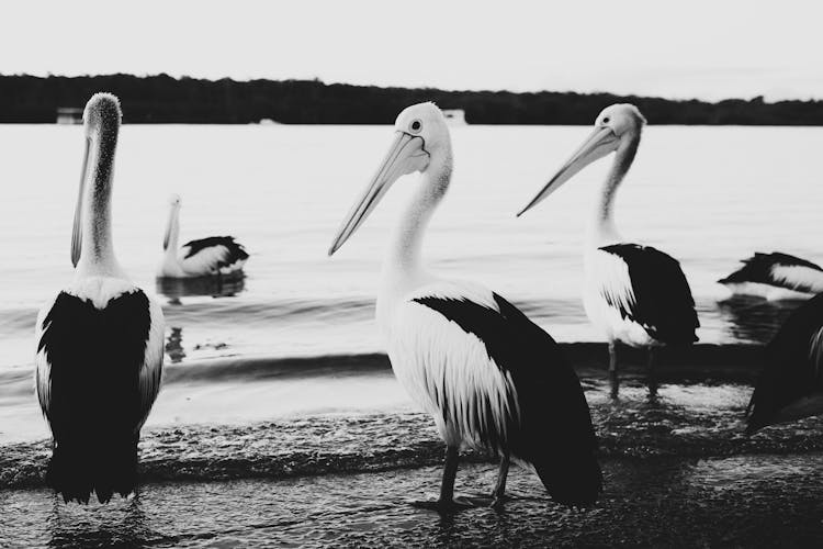 Grayscale Photo Of Pelicans On Beach