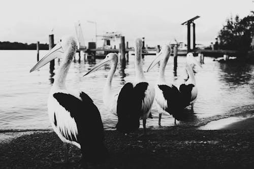 Grayscale Photo of Pelican Birds on Beach