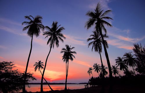 免费 海岸线附近的棕榈树的轮廓 素材图片